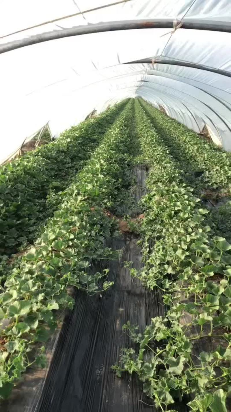芝麻密甜瓜陕西渭南芝麻密甜瓜产地直销