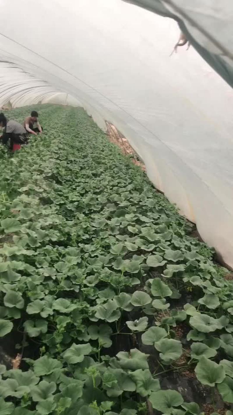 芝麻密甜瓜陕西渭南芝麻密甜瓜产地直销