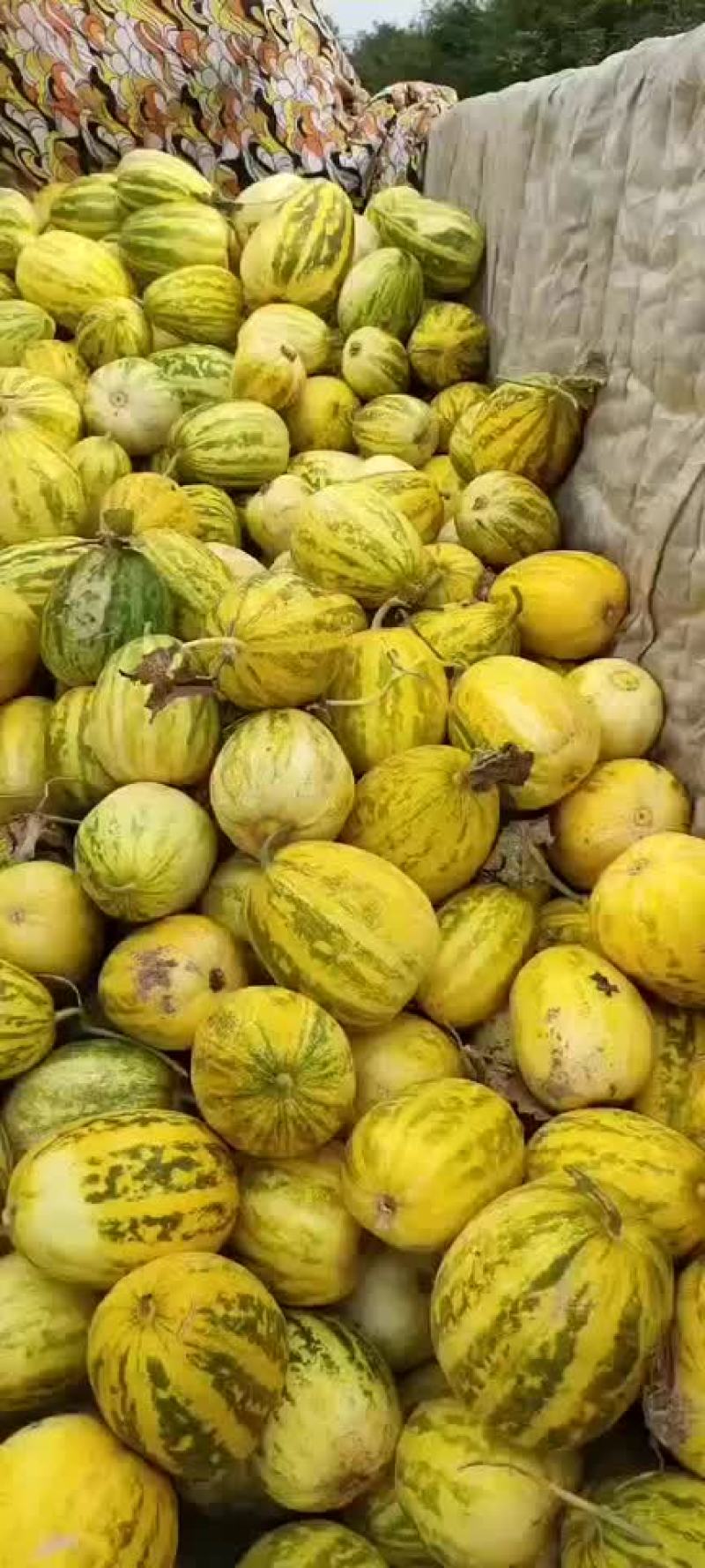 芝麻密甜瓜陕西渭南芝麻密甜瓜产地直销