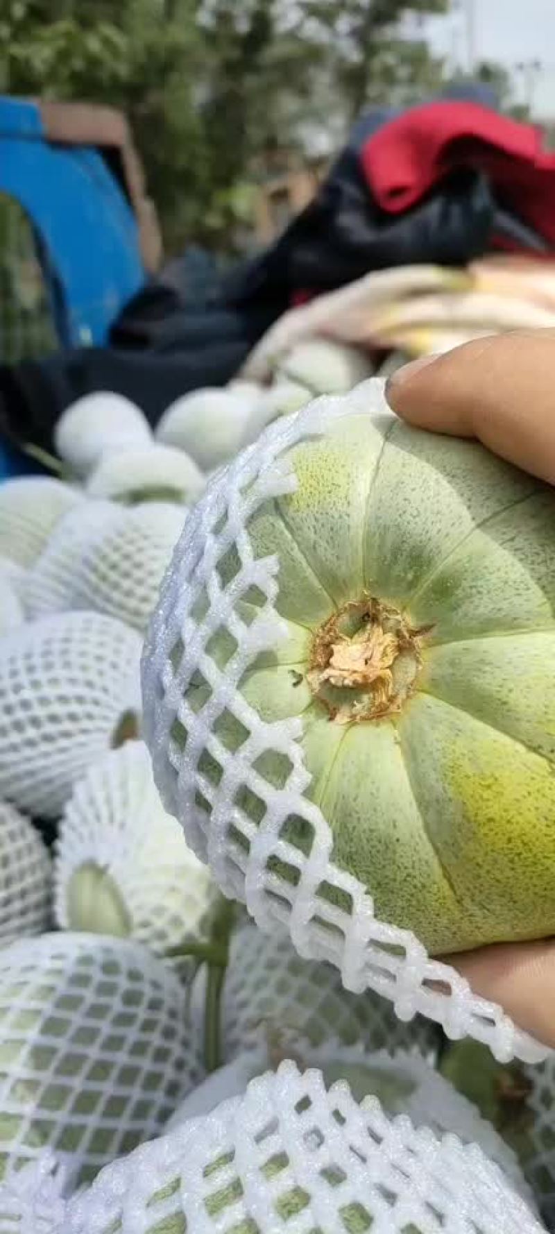 芝麻密甜瓜陕西渭南芝麻密甜瓜产地直销