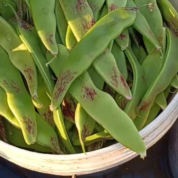 一点红油豆