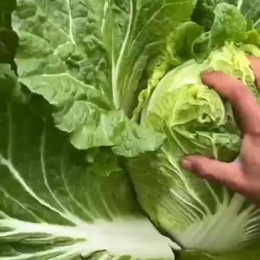 黄心菜