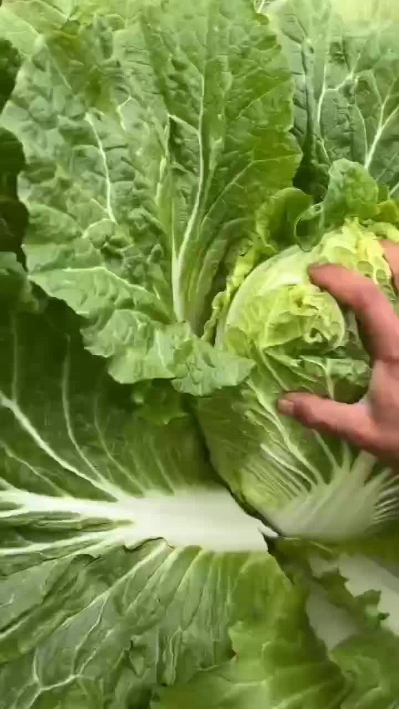 黄心菜
