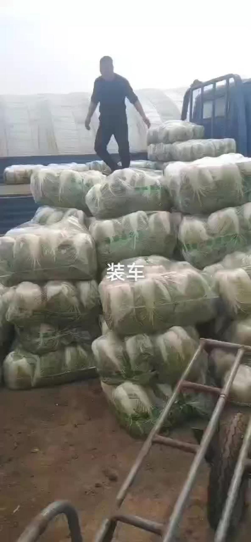 黄心菜