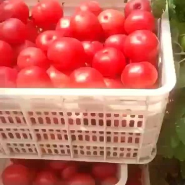 暖棚西红柿大量上市