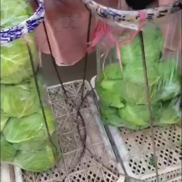 四季有货质量保障，各种包装，冷库，工人齐全，交通运输方便