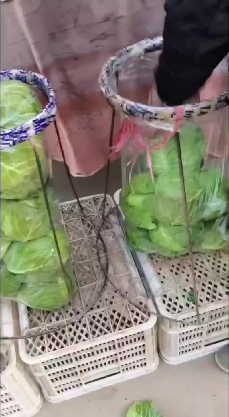四季有货质量保障，各种包装，冷库，工人齐全，交通运输方便