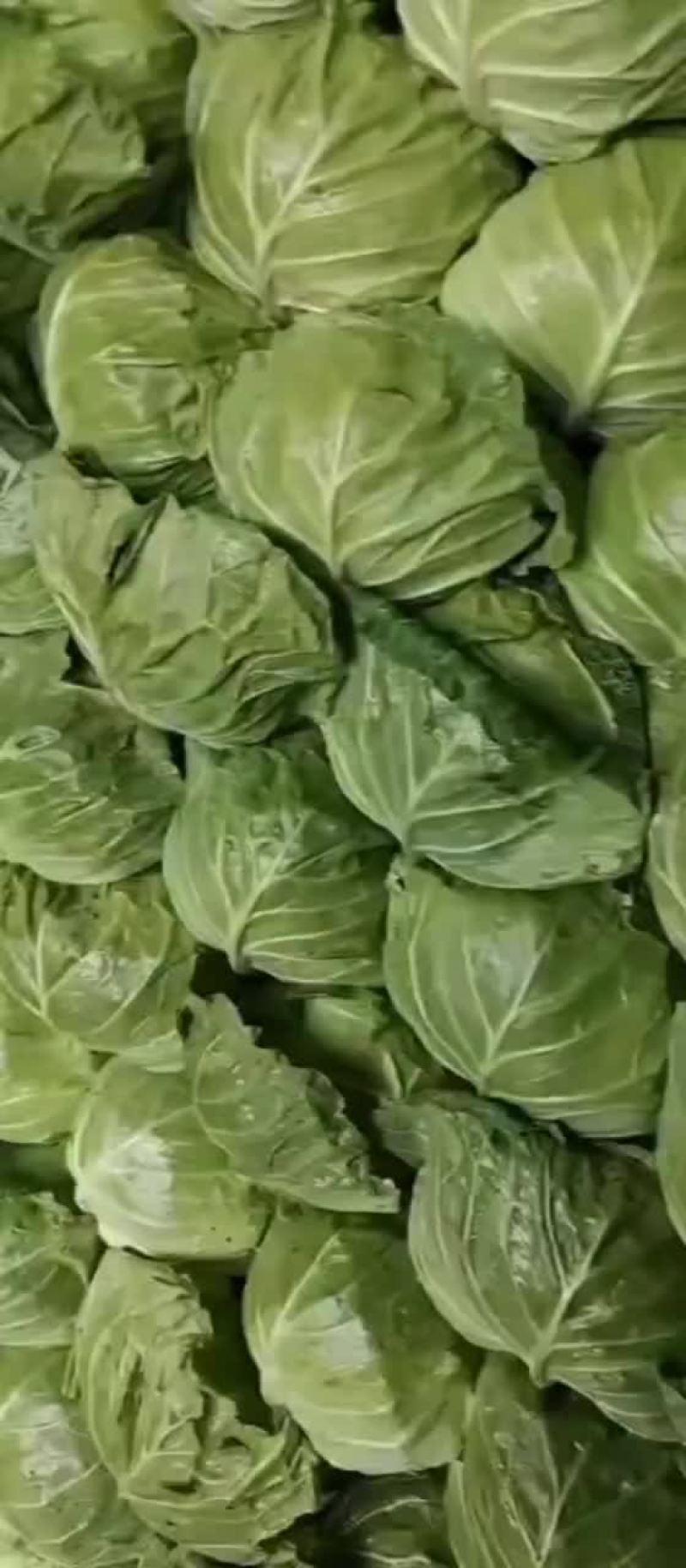四季有货质量保障，各种包装，冷库，工人齐全，交通运输方便