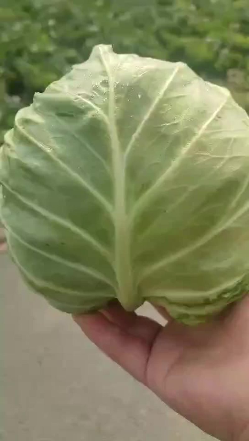 四季有货质量保障，各种包装，冷库，工人齐全，交通运输方便