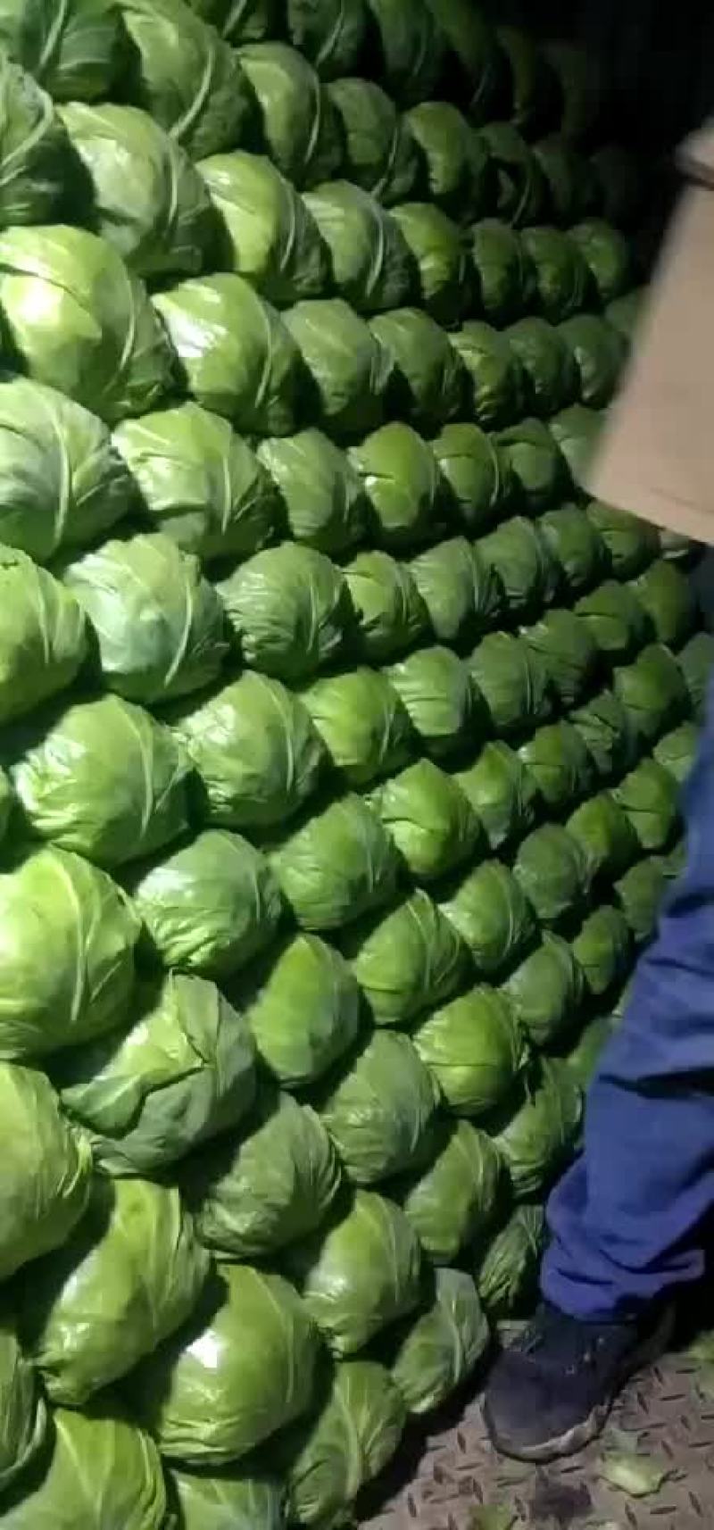 四季有货质量保障，各种包装，冷库，工人齐全，交通运输方便