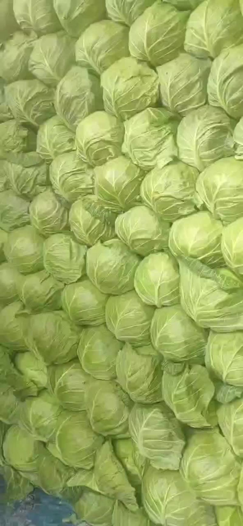 四季有货质量保障，各种包装，冷库，工人齐全，交通运输方便