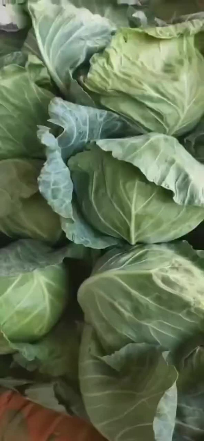 四季有货质量保障，各种包装，冷库，工人齐全，交通运输方便