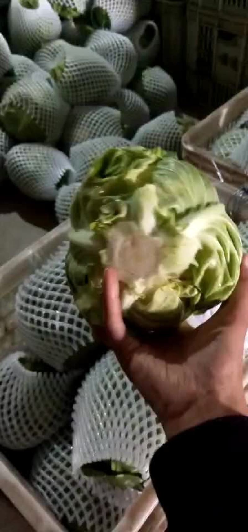 四季有货质量保障，各种包装，冷库，工人齐全，交通运输方便