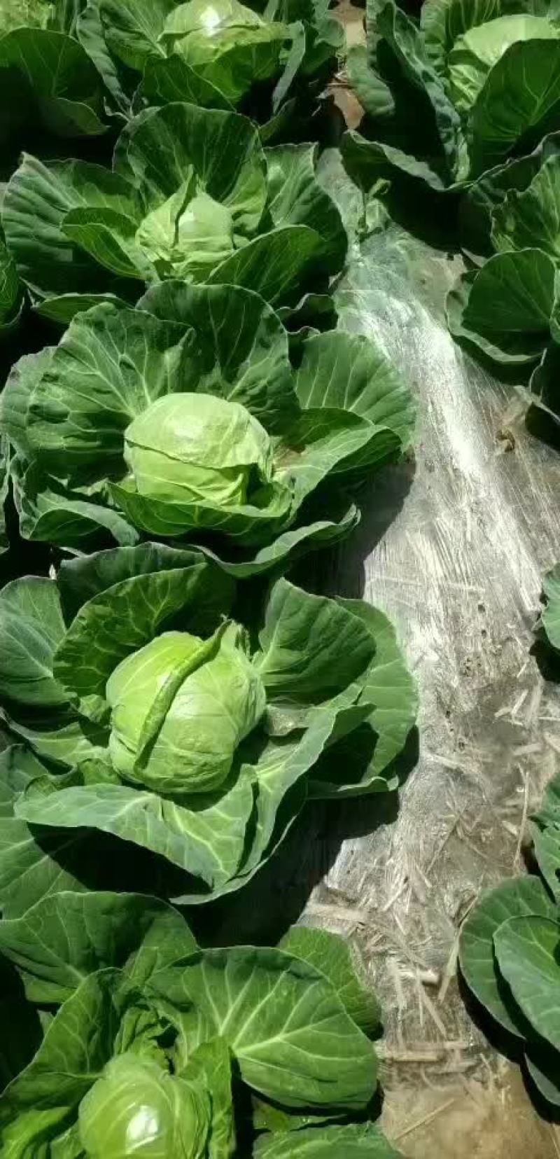 四季有货质量保障，各种包装，冷库，工人齐全，交通运输方便