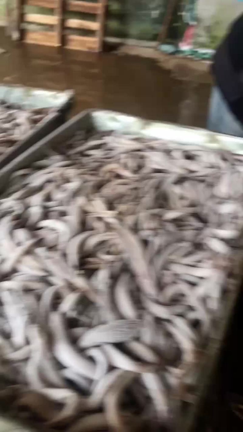 饲料鱼小鱼
