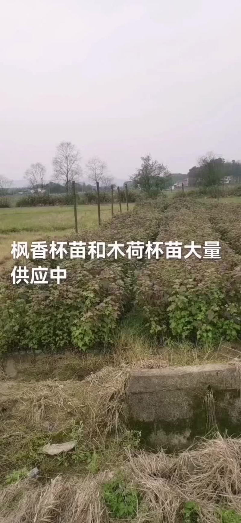 树苗
