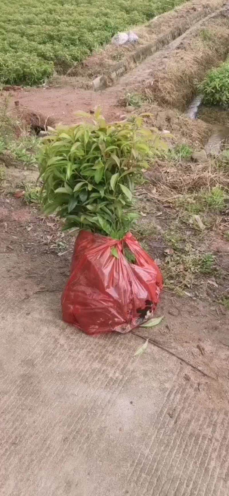 树苗
