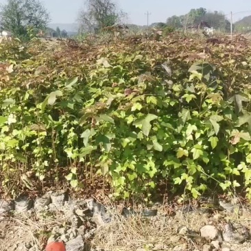 供应当年枫香杯苗