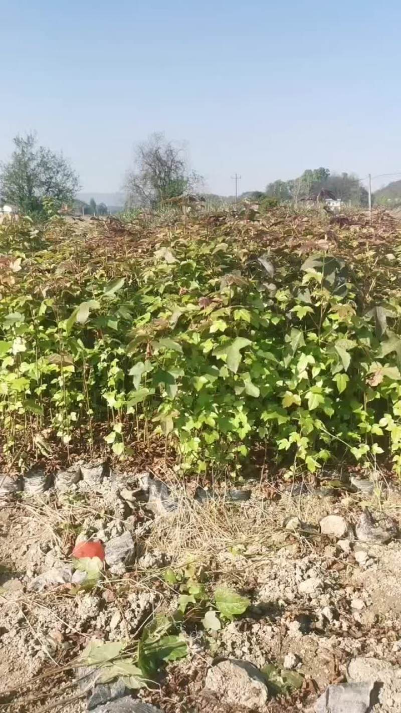 供应当年枫香杯苗