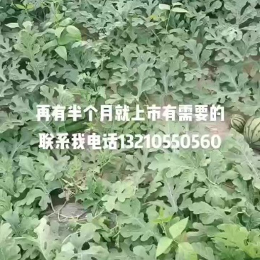 口感很好皮毛漂亮量大从优