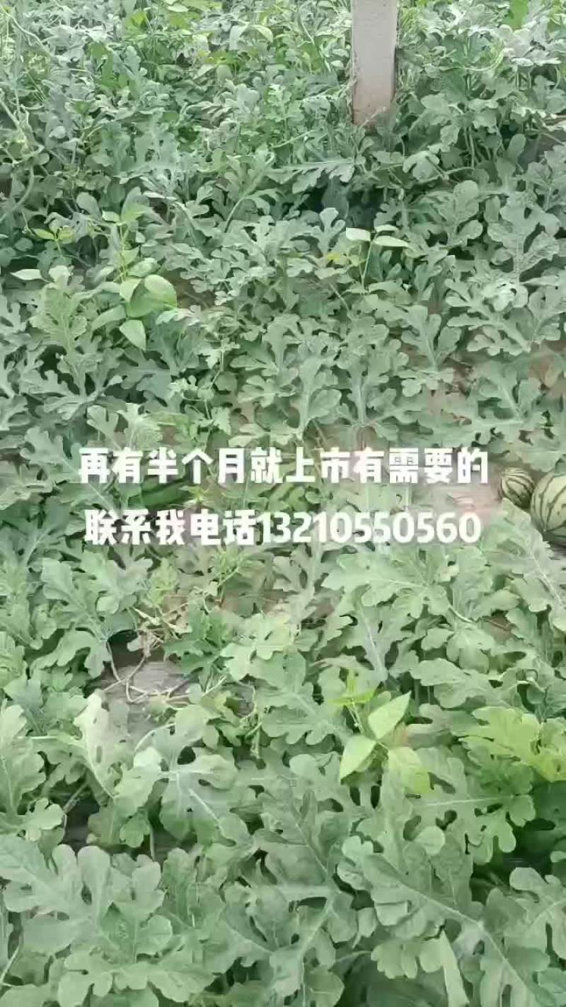 口感很好皮毛漂亮量大从优