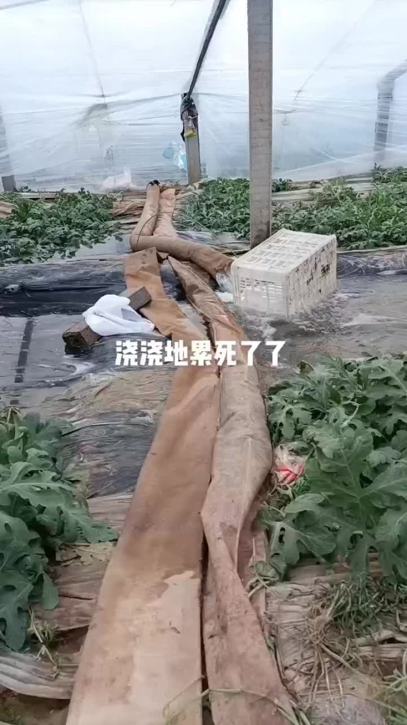 口感很好皮毛漂亮量大从优