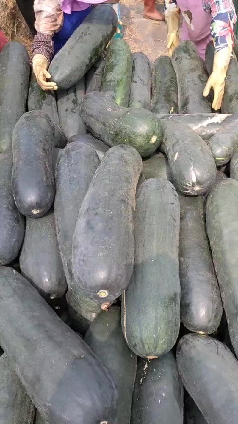海南精品吊冬瓜