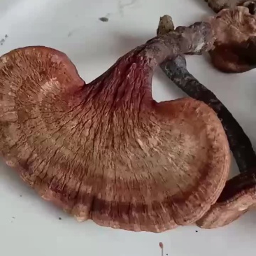 纯野生灵芝