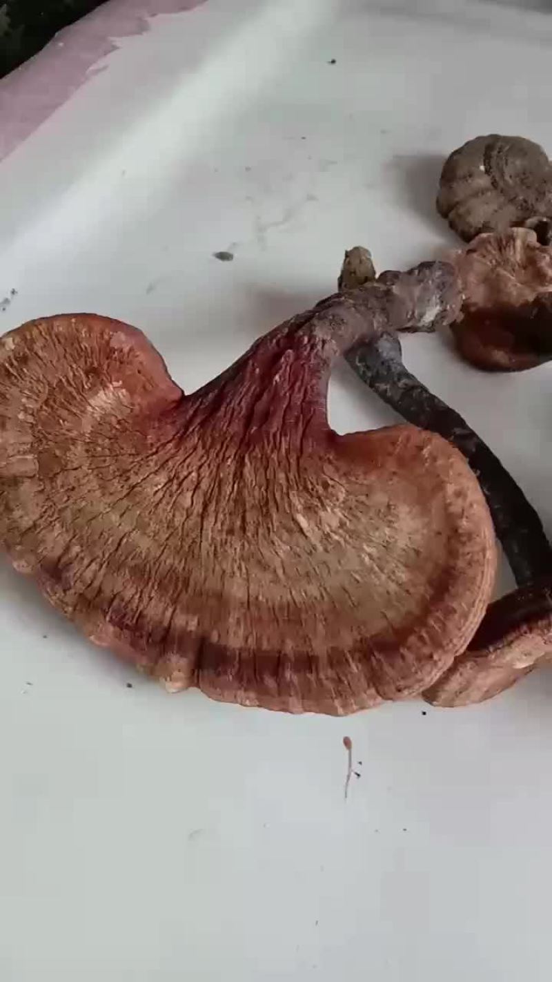 纯野生灵芝
