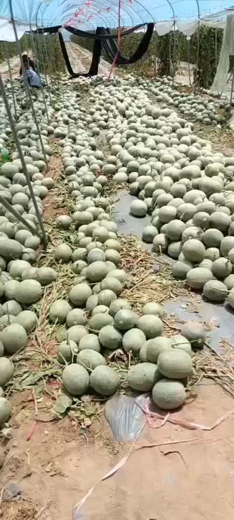 《哈密瓜》25号小蜜