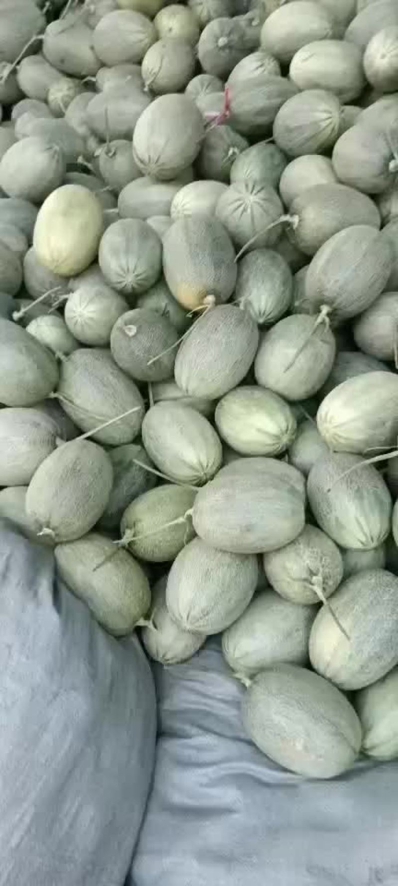 《哈密瓜》25号小蜜