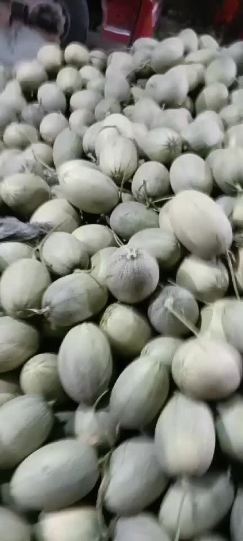 《哈密瓜》25号小蜜