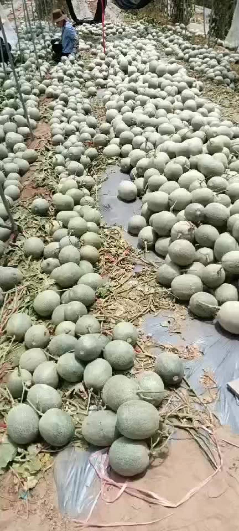 《哈密瓜》25号小蜜