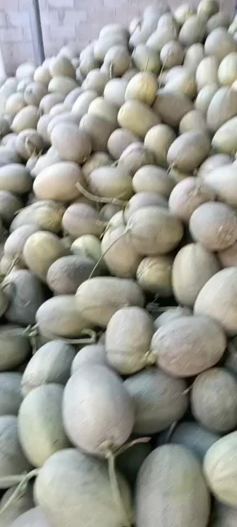 《哈密瓜》25号小蜜