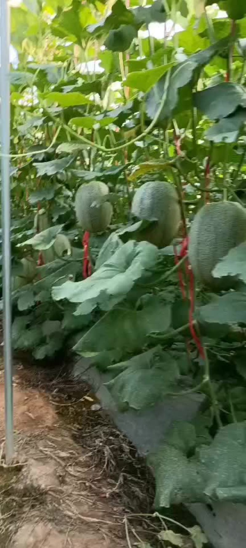 《哈密瓜》25号小蜜