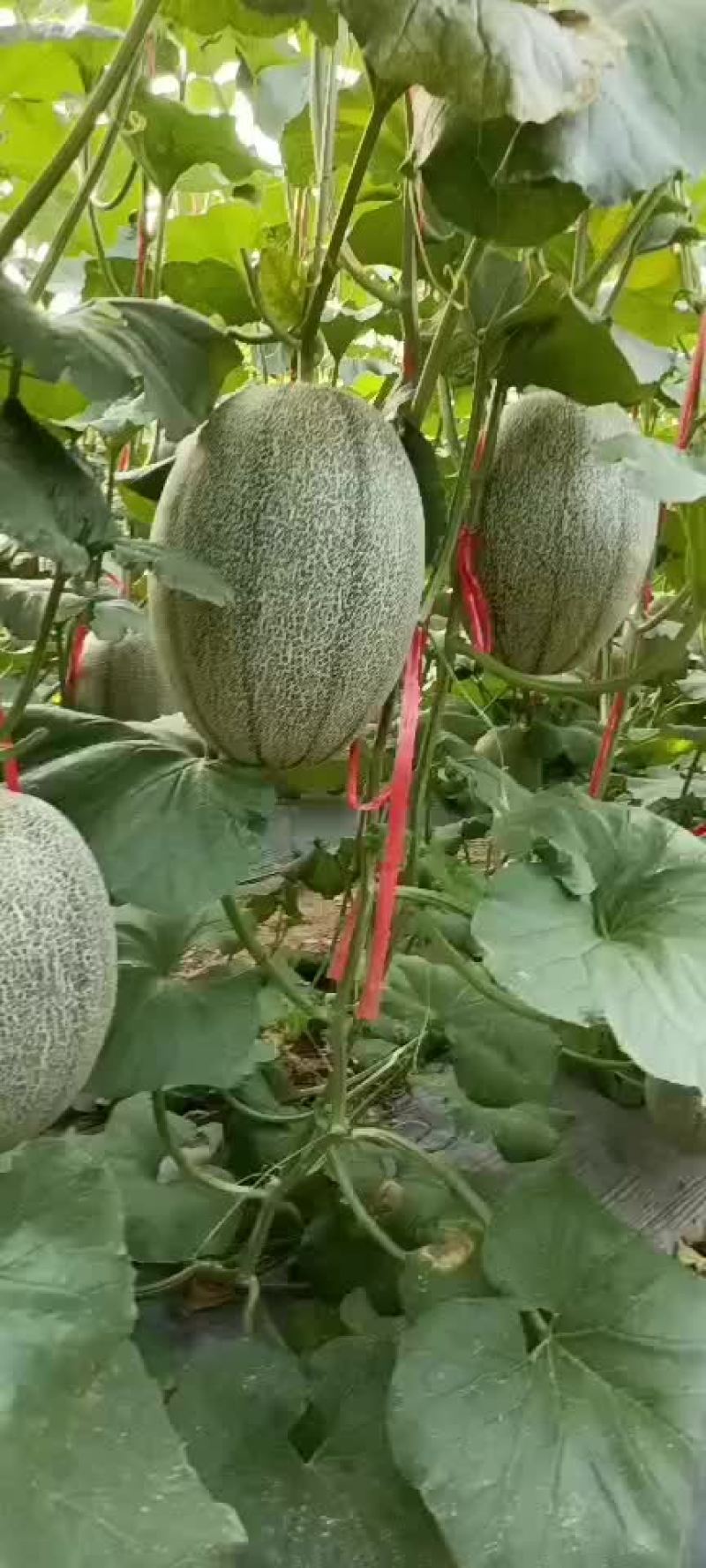 《哈密瓜》25号小蜜