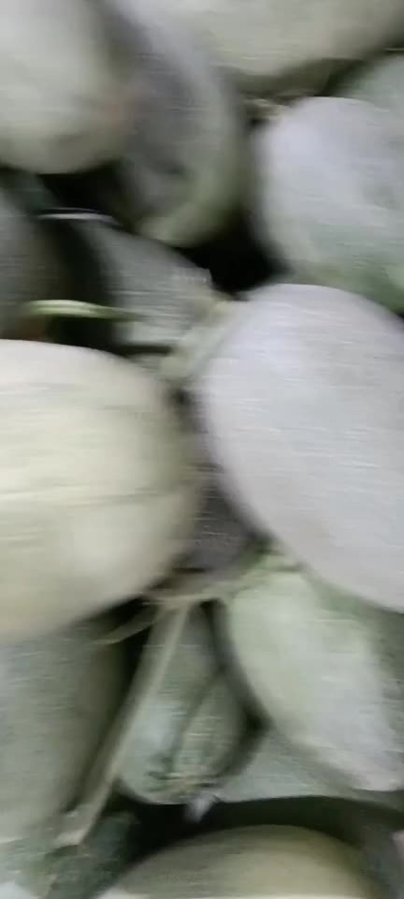 《哈密瓜》25号小蜜