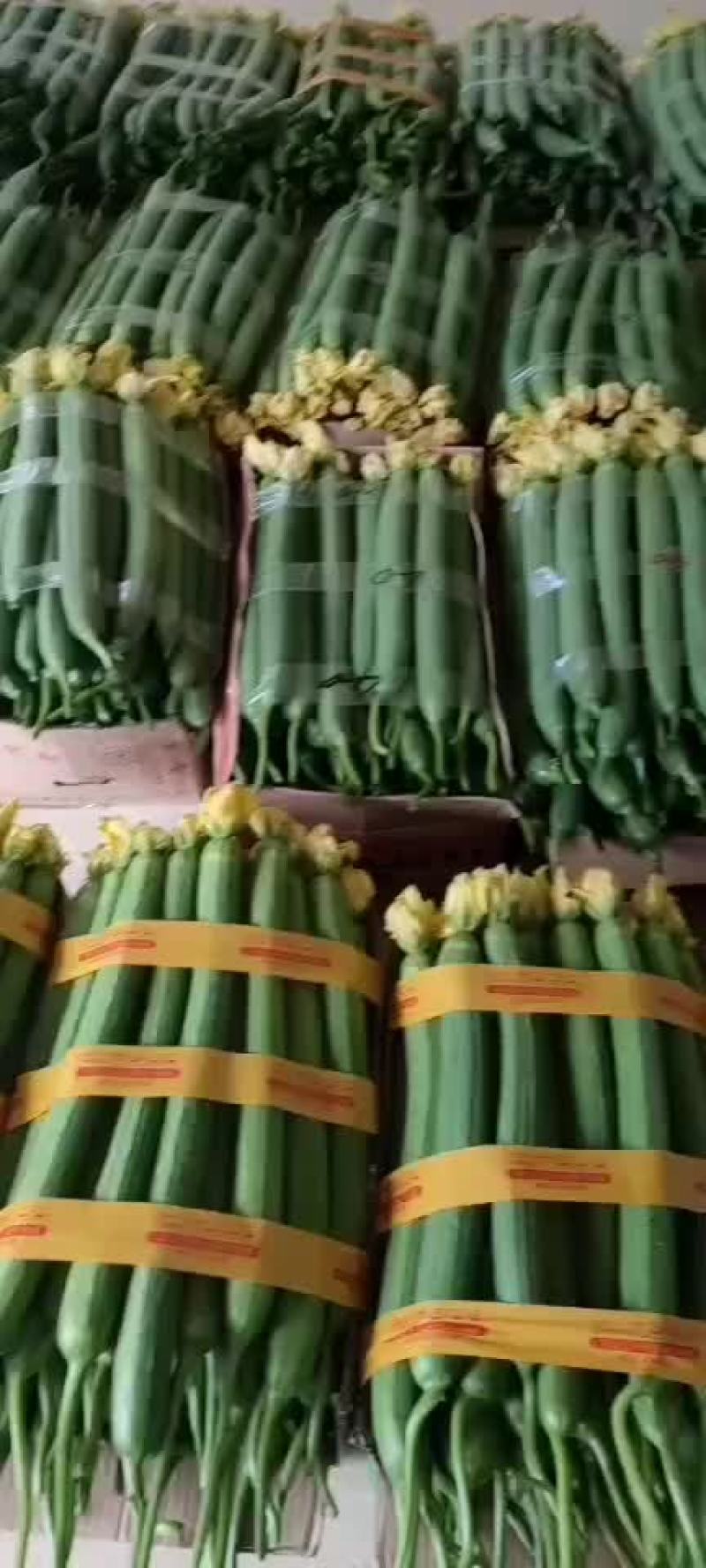 精品鲜花丝瓜大量上市，有需要的老板随时可以联系我。