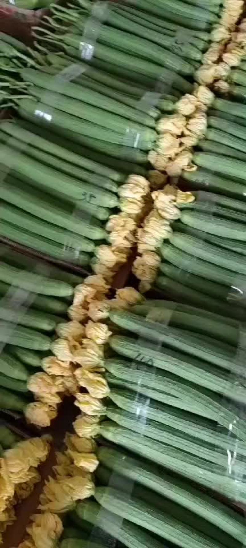 精品鲜花丝瓜大量上市，有需要的老板随时可以联系我。