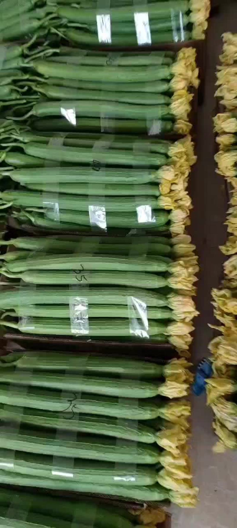 精品鲜花丝瓜大量上市，有需要的老板随时可以联系我。