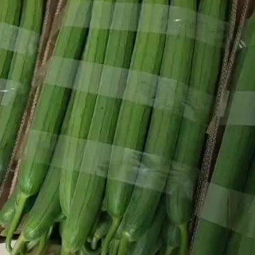 精品鲜花丝瓜大量上市，有需要的老板随时可以联系我。