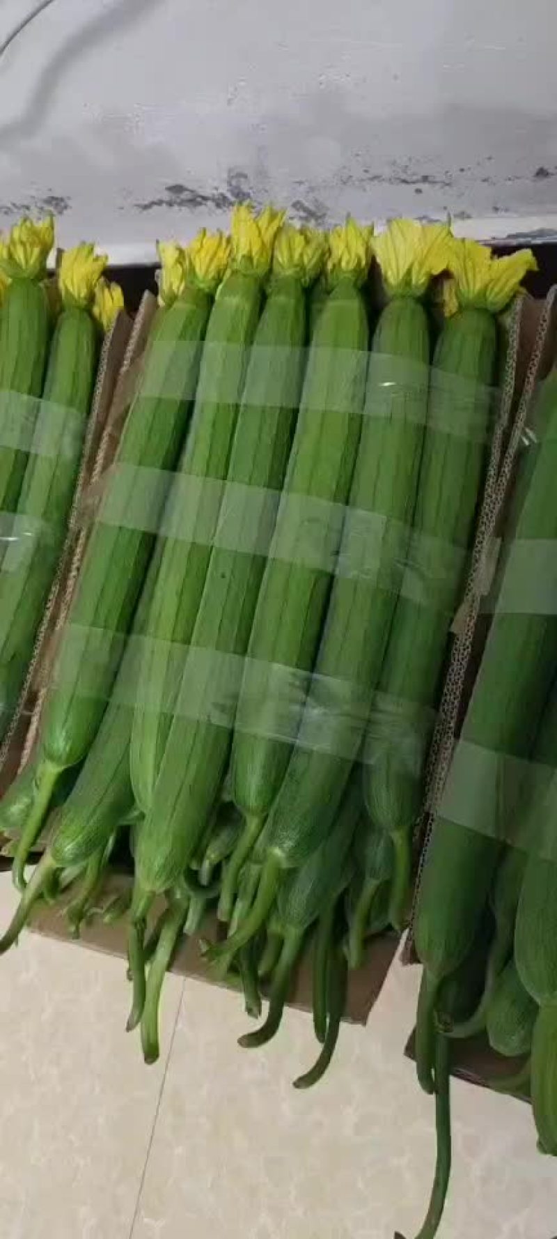 精品鲜花丝瓜大量上市，有需要的老板随时可以联系我。