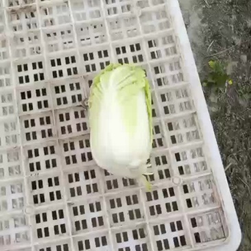 精品大娃娃菜