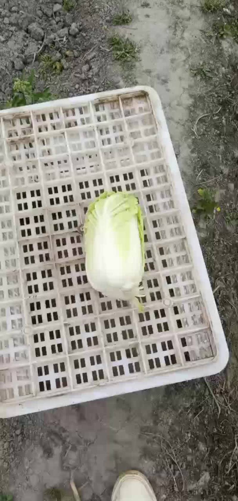 精品大娃娃菜