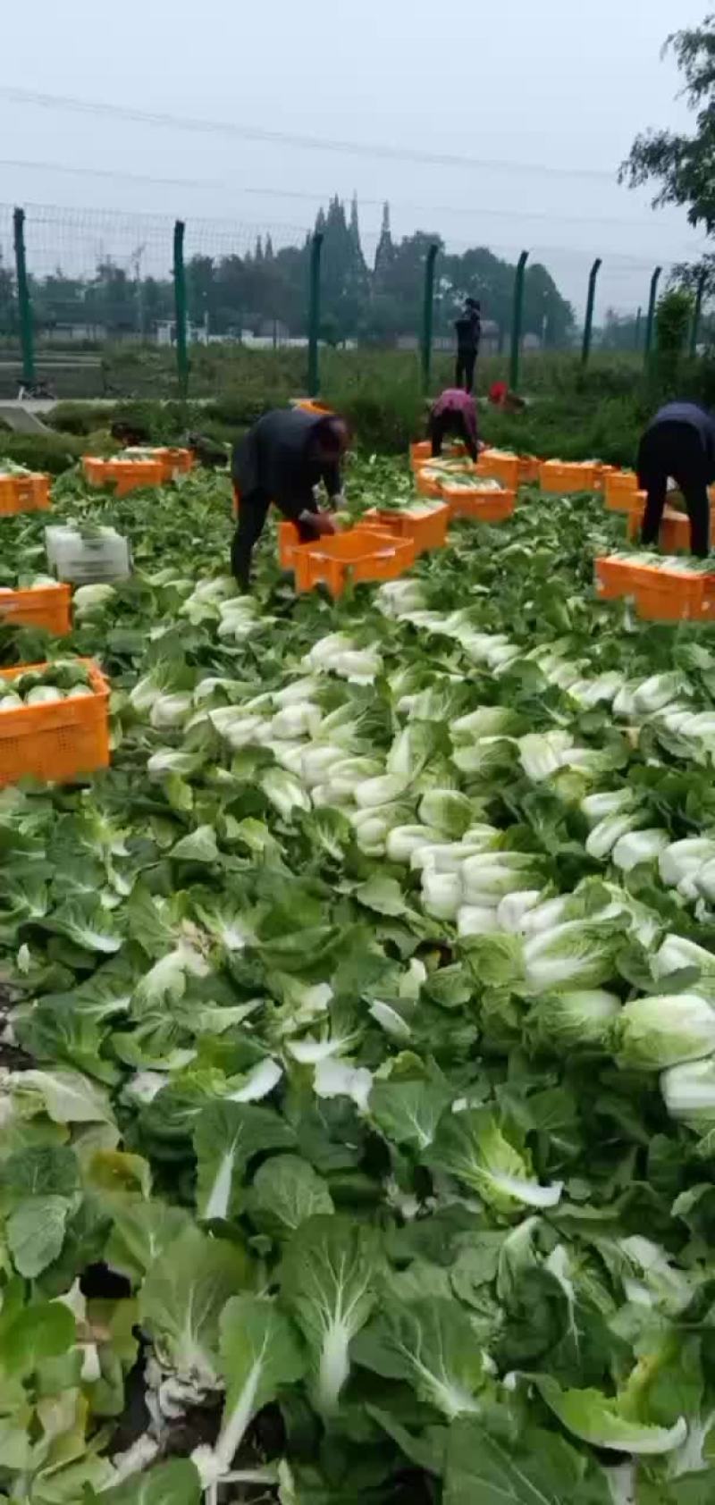 精品大娃娃菜