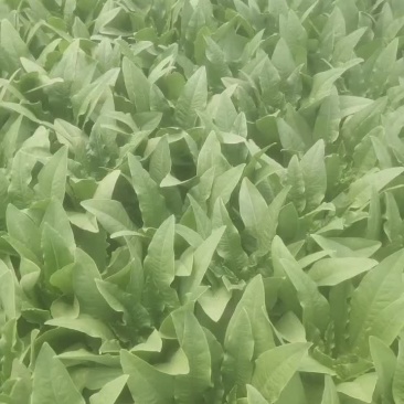 青菜毛白菜生菜油麦菜
