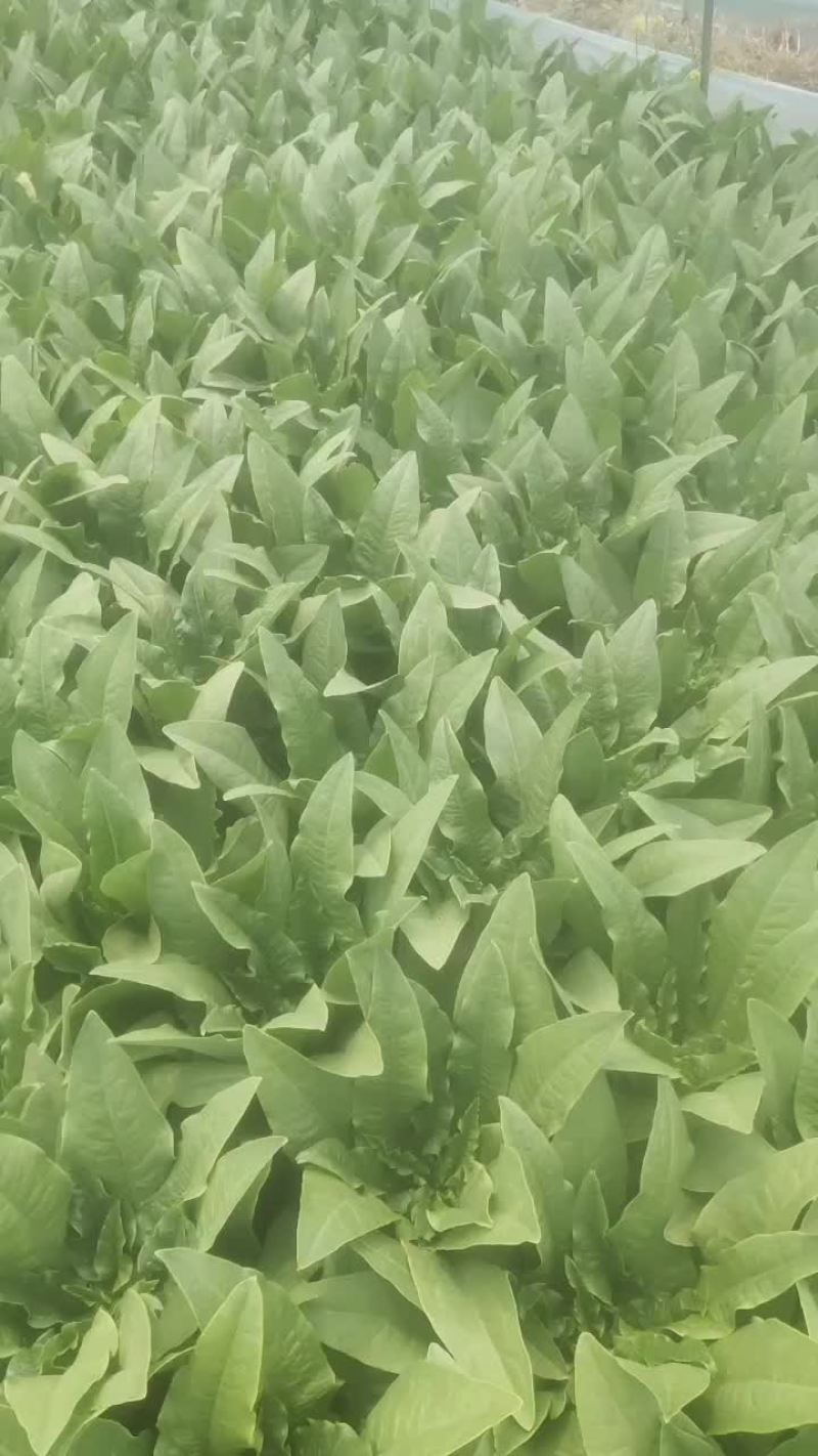 青菜毛白菜生菜油麦菜
