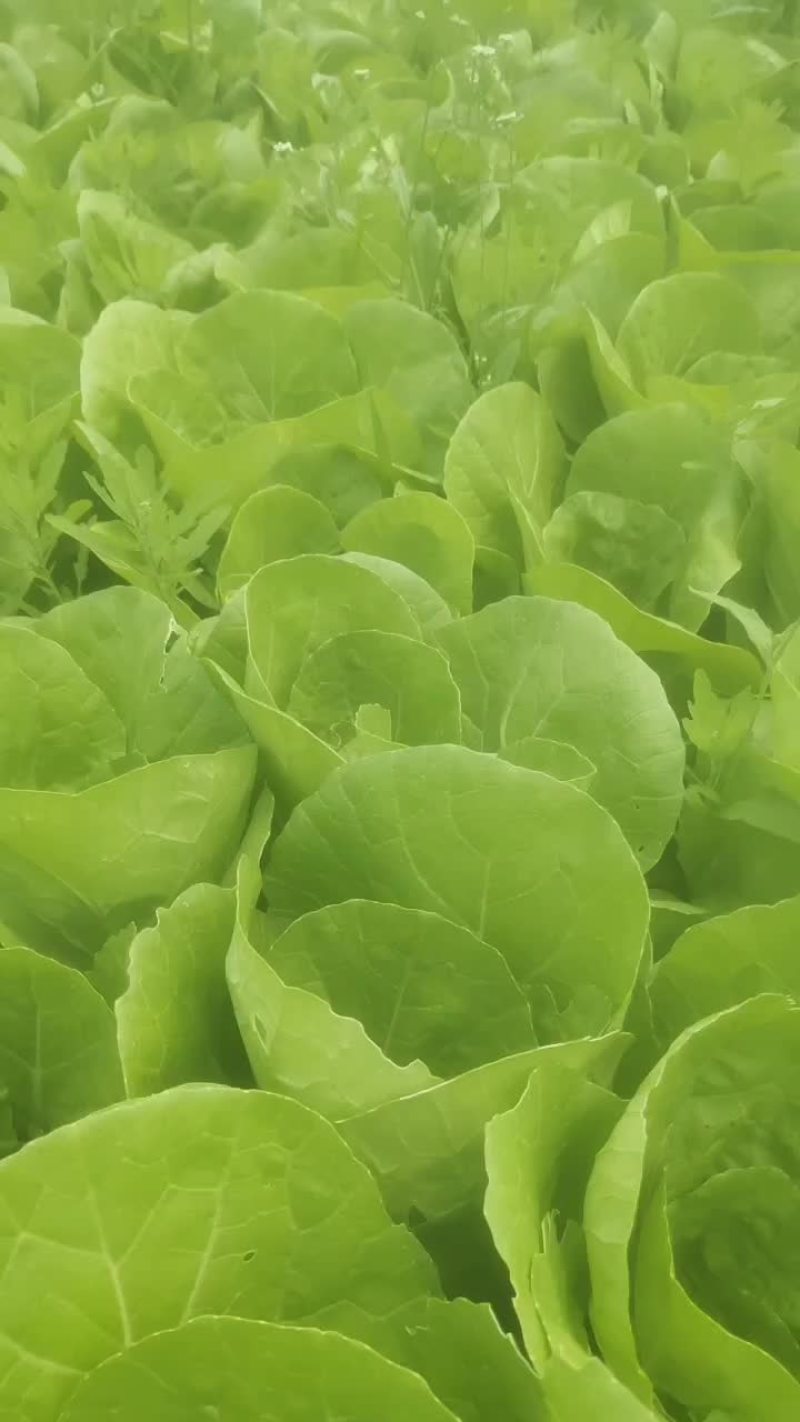 青菜毛白菜生菜油麦菜