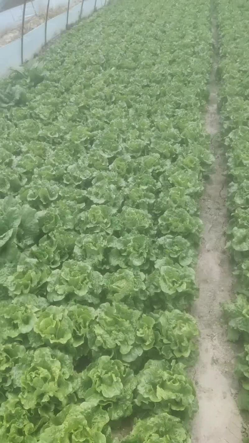 青菜毛白菜生菜油麦菜
