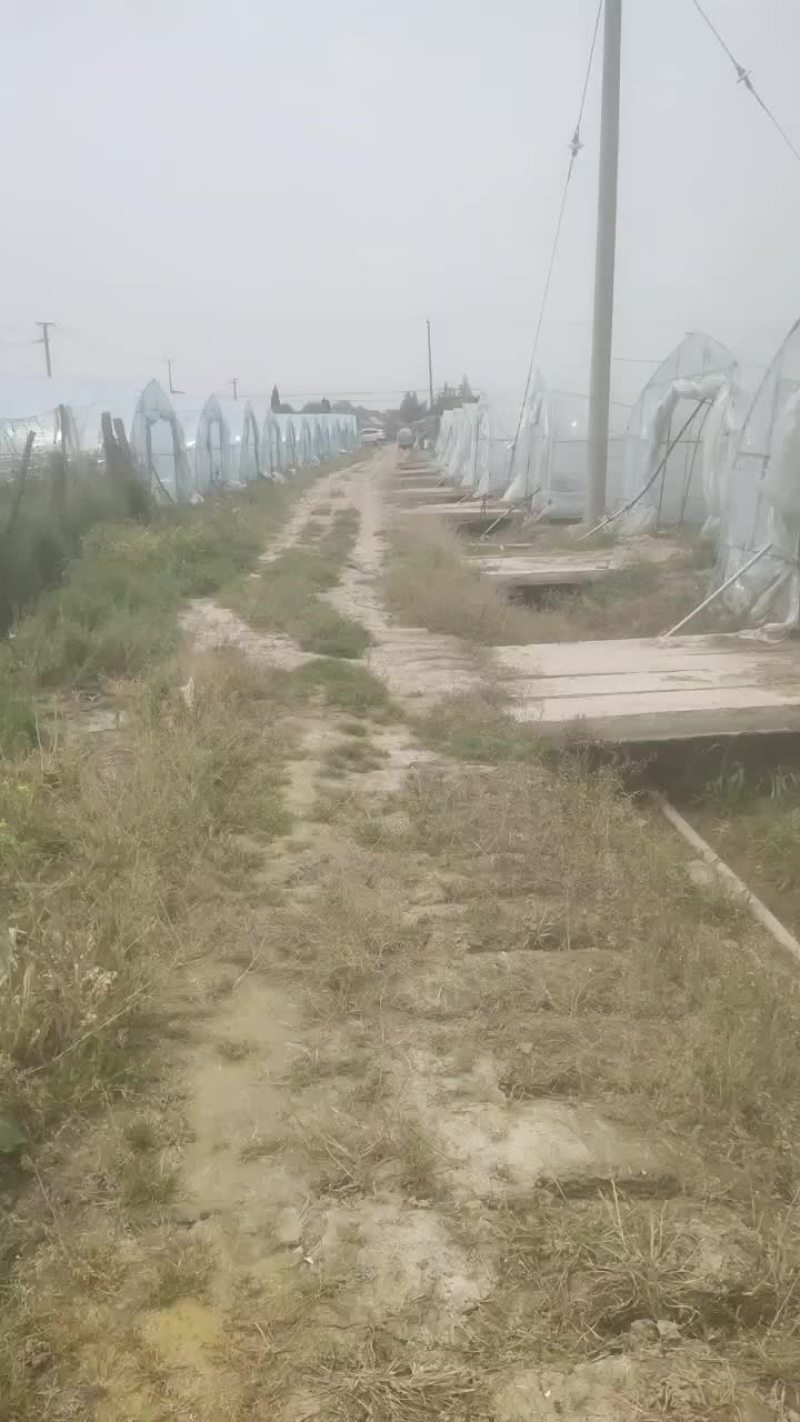 青菜毛白菜生菜油麦菜